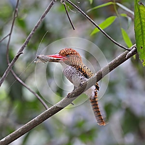 Female Banded Kingfisher