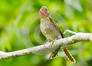 Female Banded Kingfisher (Lacedo pulchella)