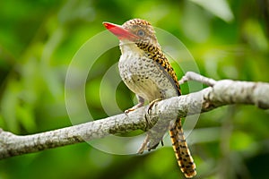 Female Banded Kingfisher (Lacedo pulchella)