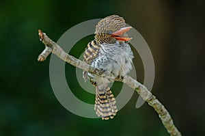 Female Banded Kingfisher standing on the branch