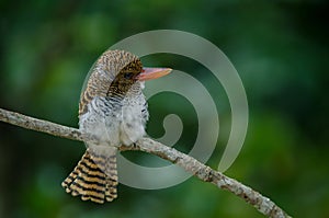 Female Banded Kingfisher standing on the branch