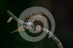 female Banded Kingfisher standing on the branch