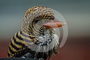 female Banded Kingfisher standing on the branch