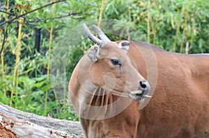 Female banteng