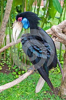 Female Bar-pouched Wreathed Hornbill