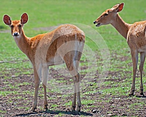 Female Barasingha Deer