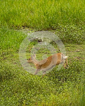 female Barasingha or Rucervus duvaucelii or Swamp deer a elusive and vulnerable animal species running and jumping from fear at