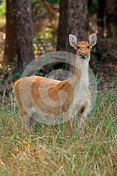 Female Barasingha or swamp deer