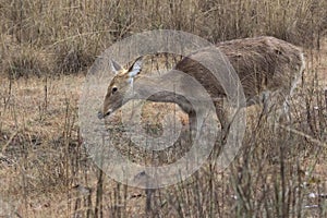 Female Barasingha or swamp deer which grazes in a meadow on the