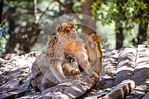 Female Barbary Ape, Macaca sylvanus, with two babys,Morocco