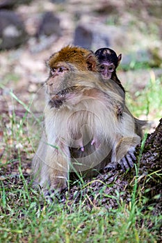 Female Barbary Ape, Macaca sylvanus, with a young, Morocco