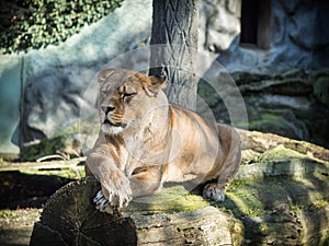 Female barbary lion lying on a rock