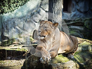 Female barbary lion lying on a rock