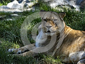 female Barbary Lion, Panthera leo leo, lies on a green lawn and observes the surroundings