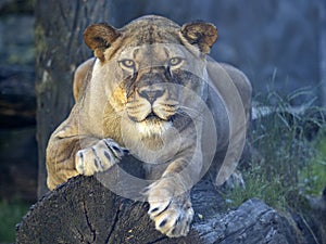 female Barbary lion, Panthera leo leo, lies on a trunk and observes the surroundings