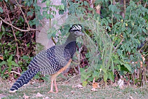 Female Bare-faced Curassow, Crax Fasciolata, is a species of bird in the family Cracidae, Mato Grosso Do Sul, Brazil