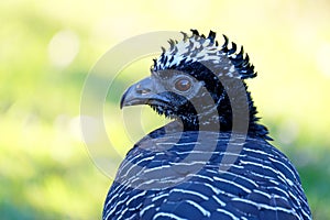 Female Bare-faced Curassow, Crax Fasciolata, is a species of bird in the family Cracidae, Mato Grosso Do Sul, Brazil