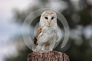 A female Barn Owl perched on a tree stump