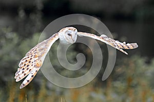 A female barn own in flight showing her impressive wingspan