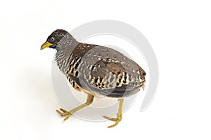A female barred buttonquail or common bustard-quail Turnix suscitator isolated on white