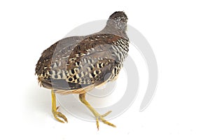 A female barred buttonquail or common bustard-quail Turnix suscitator isolated on white