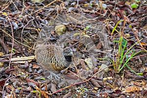 Female Barred Buttonquail Turnix suscitator, standing on the ground