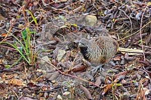 Female Barred Buttonquail Turnix suscitator, standing on the ground