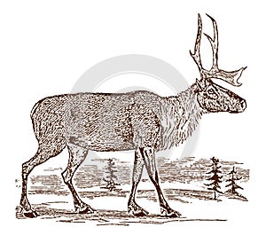 Female barren-ground caribou rangifer tarandus groenlandicus in side view, standing in a landscape