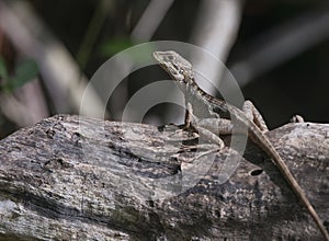 Female Basiliscus vittatus (Brown Basilisk) in Mexico