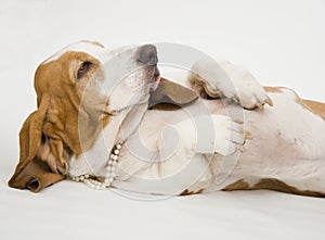 Female Basset Hound