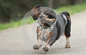 Female Basset Hound dog