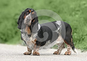 Female Basset Hound dog