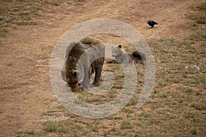 Female bear with her cub eating grass in the mountains