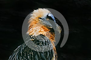 Female bearded vulture Gypaetus barbatus with black background