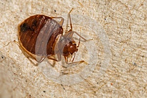 Female Bed Bug- Cimex lectularius
