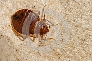 Female Bed Bug- Cimex lectularius photo