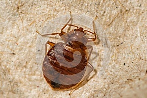 Female Bed Bug- Cimex lectularius photo