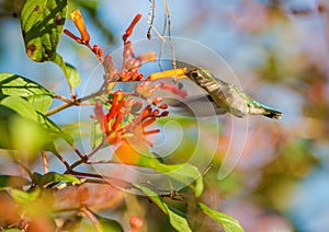 Female Bee Hummingbird in flight