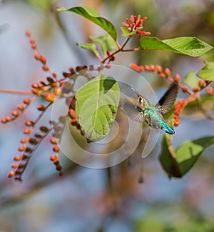 Female Bee Hummingbird in flight