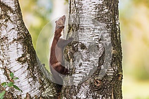 Female beech marten Martes foina, also known as the stone marten climbs the birch tree