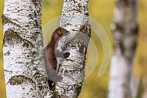 Female beech marten Martes foina, also known as the stone marten looking around on the tree
