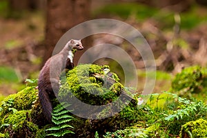 Female beech marten Martes foina, also known as the stone marten on a stump with moss