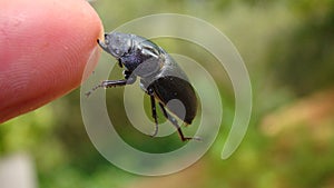 Female beetle Lucanus cervus, Linnaeus. Black beetle defends itself by biting