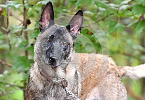 Female Belgian Malinois Shepherd Dog outside on leash