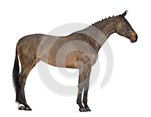 Female Belgian Warmblood, BWP, 4 years old, with mane braided with buttons