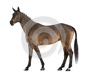 Female Belgian Warmblood, BWP, 4 years old, with mane braided with buttons