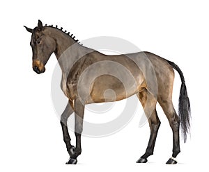 Female Belgian Warmblood, BWP, 4 years old, with mane braided with buttons photo