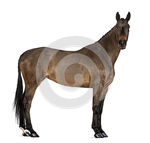 Female Belgian Warmblood, BWP, 4 years old, with mane braided with buttons, looking at camera