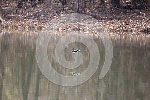 Female Belted Kingfisher with a Fish