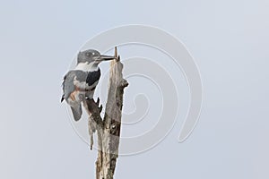 Female Belted Kingfisher - Florida